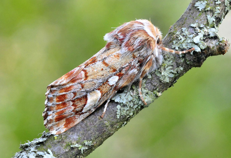 Bellissimo noctuidae - Panolis flammea